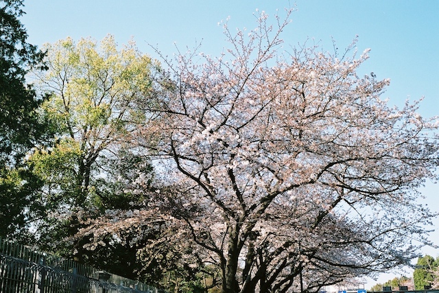 Sakura Obsession_c0075562_1972015.jpg