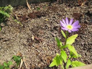 ミヤコワスレ 都忘れ 花言葉は 穏やかさ しばしの憩い 日々是好日