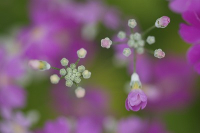 桜草　＊桜色のふわふわ＊_d0141365_19282231.jpg