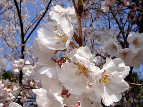 c0048467_17599.jpg