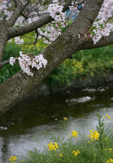 菜の花と桜のハーモニー♪_e0148667_17124232.jpg