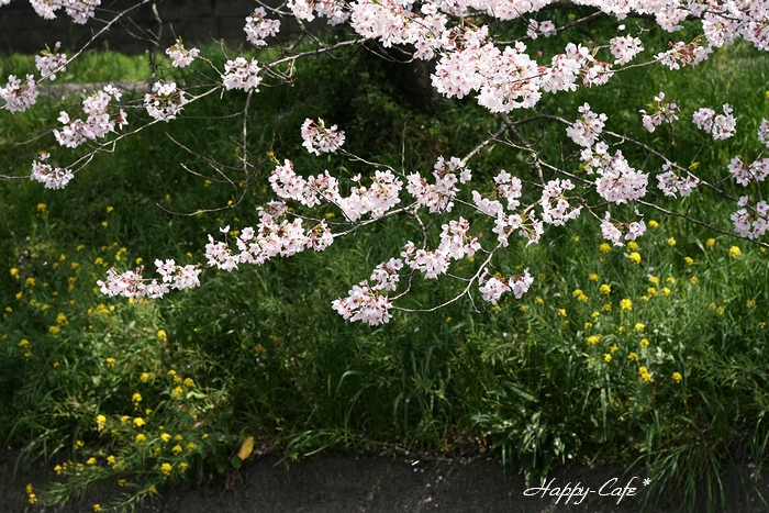 菜の花と桜のハーモニー♪_e0148667_1752279.jpg