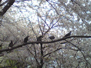 桜に鳩ポッポ。_f0092767_17194785.jpg