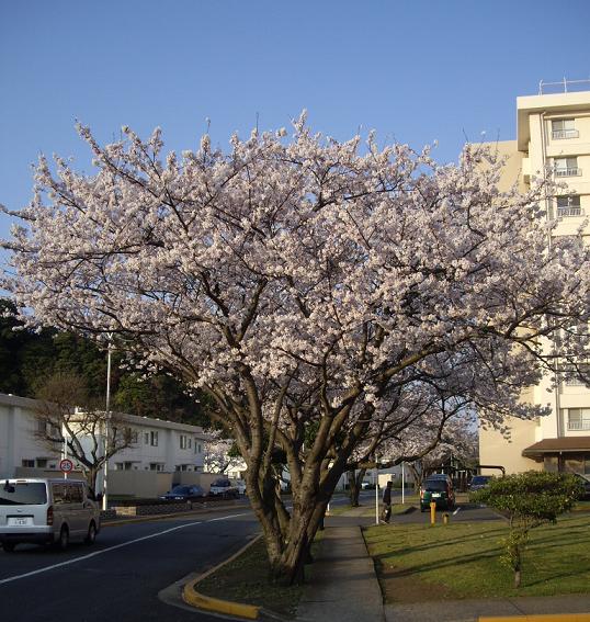 桜　２_a0050668_9149100.jpg