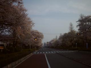 地元 国立市の桜です。_a0117168_7372013.jpg