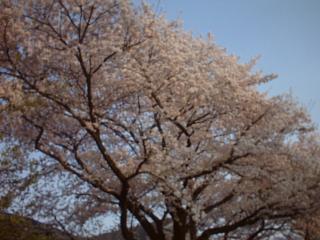 地元 国立市の桜です。_a0117168_7373542.jpg