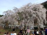 山梨のほうとう!秩父のしだれ桜!_a0117168_8445898.jpg