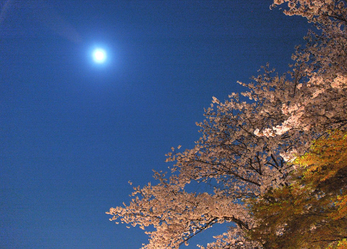 【4月8日】夜桜_e0147669_23172574.jpg