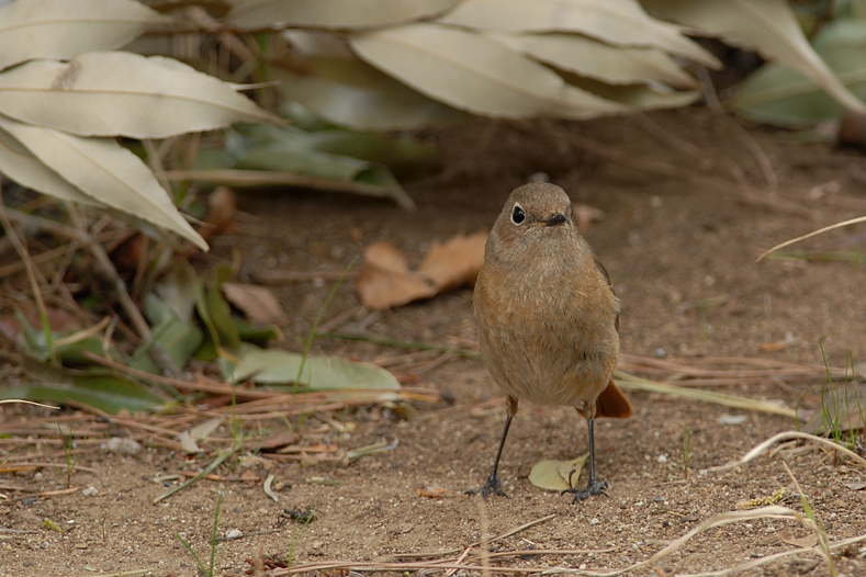 ジョウビタキ雄&雌_f0053272_8155093.jpg