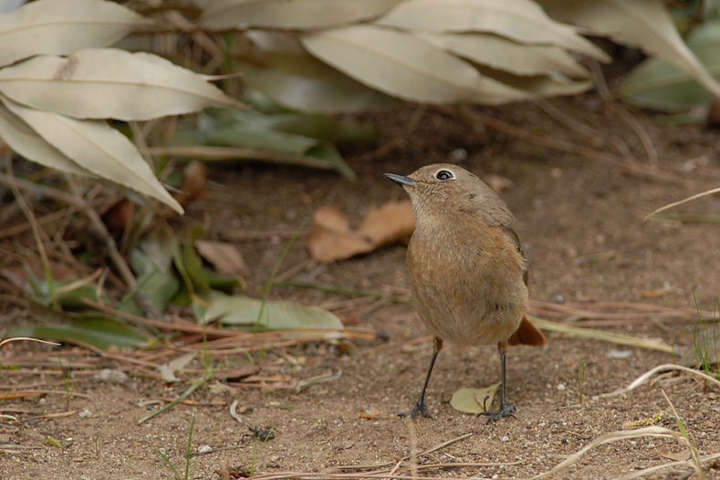 ジョウビタキ雄&雌_f0053272_8161750.jpg