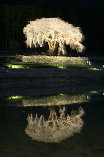 　☆　水戸野の桜　☆_f0181173_1830406.jpg