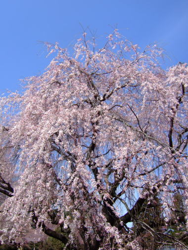 桜･･･満開♪_a0104074_18213797.jpg