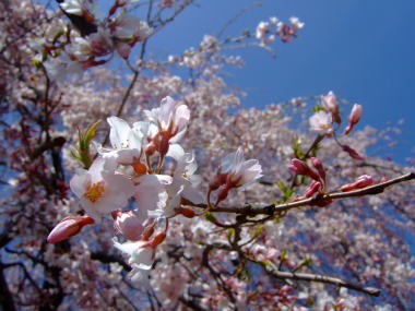 桜･･･満開♪_a0104074_18215922.jpg