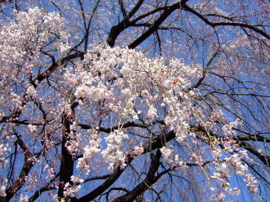 桜･･･満開♪_a0104074_18225222.jpg