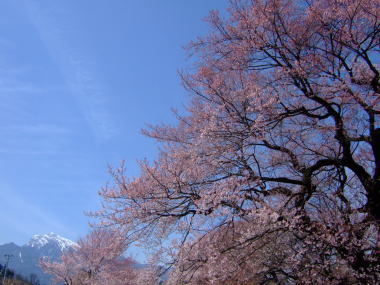 桜･･･満開♪_a0104074_18231582.jpg