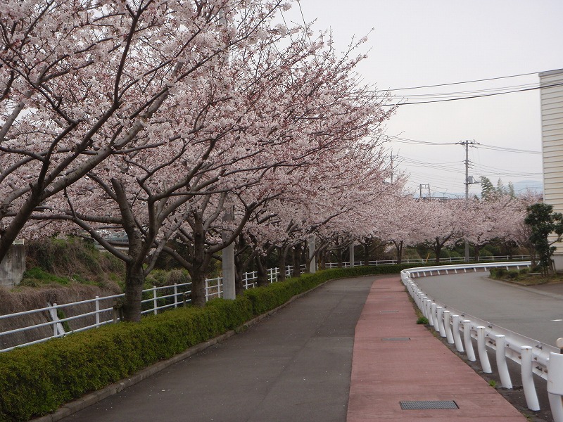 満開の桜の木の下で_d0116574_9252481.jpg