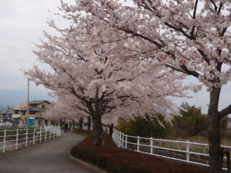 満開の桜の木の下で_d0116574_948027.jpg