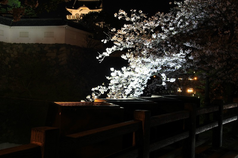 大阪　岸和田　夜桜②_e0174074_21574861.jpg