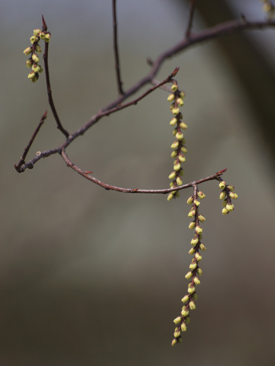 キブシの花_a0096177_21221152.jpg