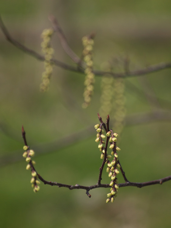 キブシの花_a0096177_21222710.jpg