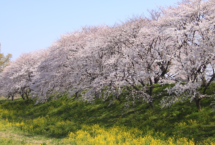 桜の競演_f0113782_1913385.jpg