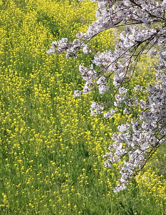 桜の競演_f0113782_19181053.jpg