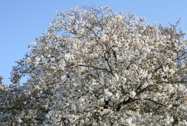 b0136683_11143050.jpg