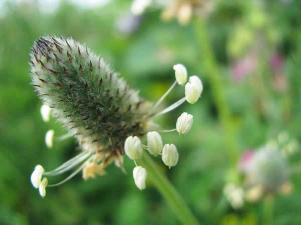 お散歩で撮った野の花たち_e0092286_23522316.jpg