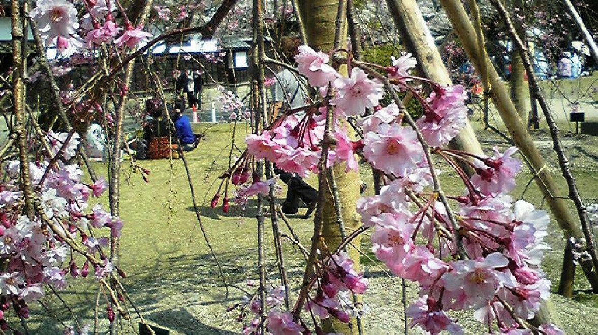 岩国錦帯橋・吉香公園桜情報_c0193187_137632.jpg