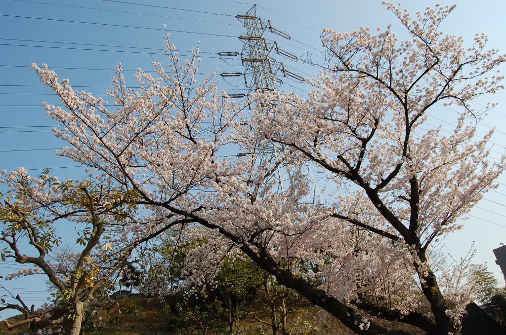 b0054391_3572380.jpg