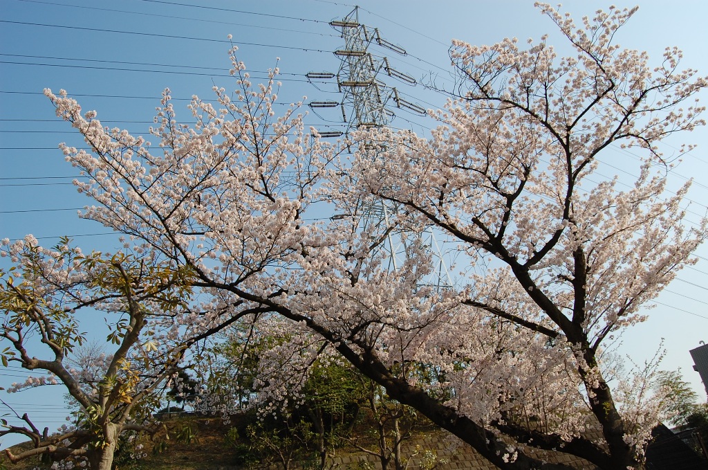 桜未だ散らず_b0054391_3572380.jpg