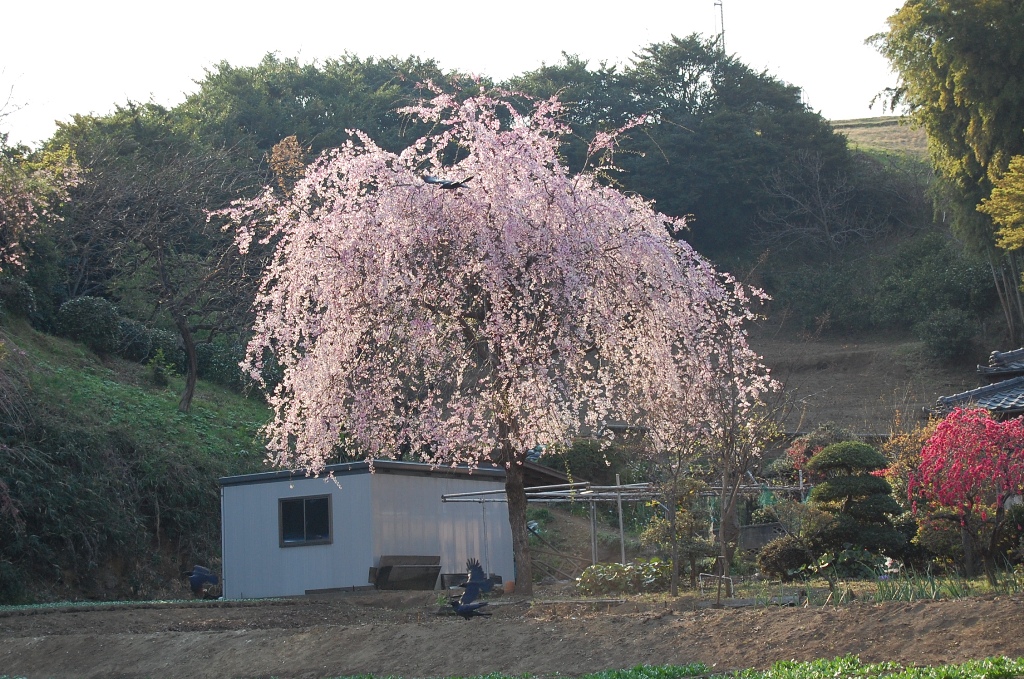 桜未だ散らず_b0054391_358428.jpg