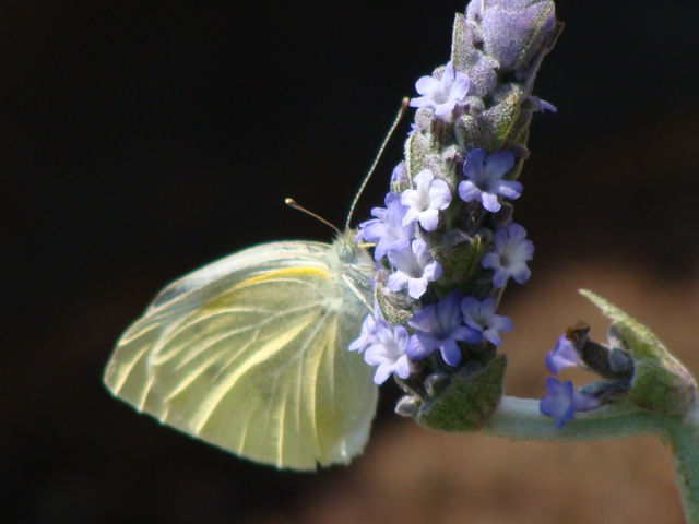 Small white_c0105295_18461065.jpg