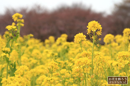 菜の花＊菜の花_c0129596_14171794.jpg