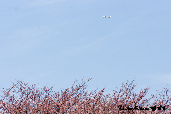 飛鳥山公園で桜_c0128197_961151.jpg