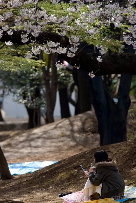 飛鳥山公園で桜_c0128197_971463.jpg