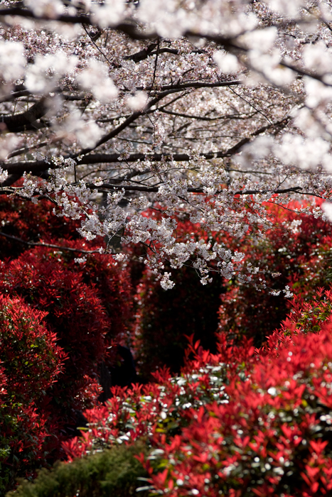 飛鳥山公園で桜_c0128197_972532.jpg