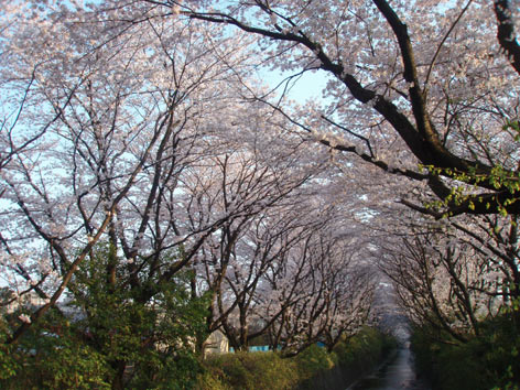 夕陽に染まった桜_d0001599_21345591.jpg