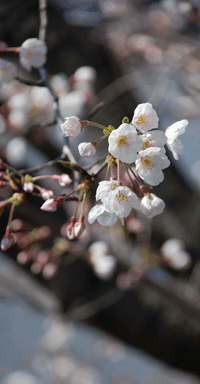 c0049902_7485285.gif