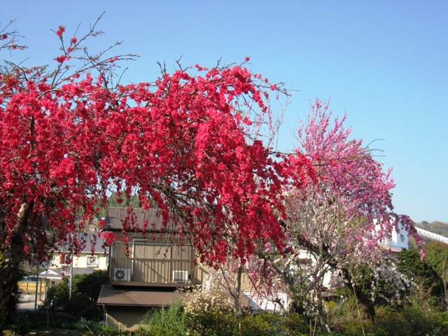 f0062102_226398.jpg