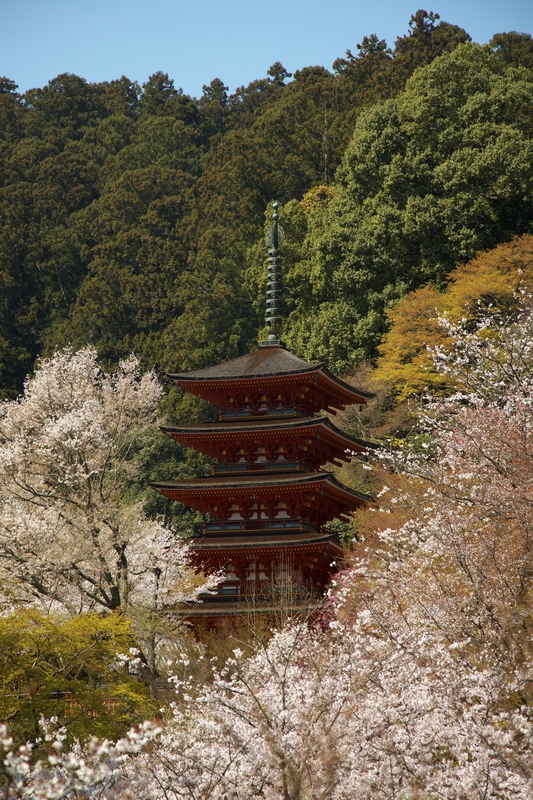 桜見たさに１２０キロと１２０００歩の１日（１）_c0043403_2374317.jpg