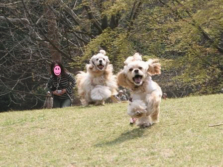 c0128303_16144812.gif
