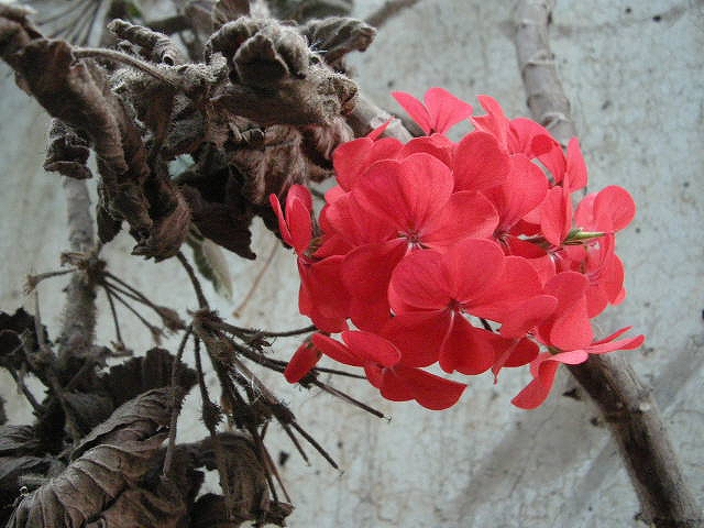 b0152504_12482114.jpg