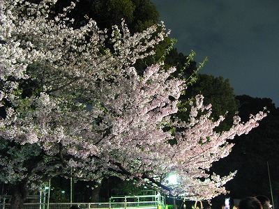 上野恩賜公園で夜桜を見る_d0001004_21533547.jpg