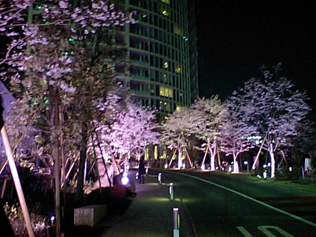 ４月のご異動、そして桜・桜・桜_d0054704_23131070.jpg