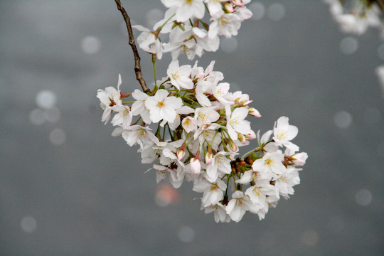 2009年、桜の季節に_c0071305_11245721.jpg