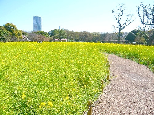 【東京】　浜離宮恩賜庭園_c0058606_128961.jpg