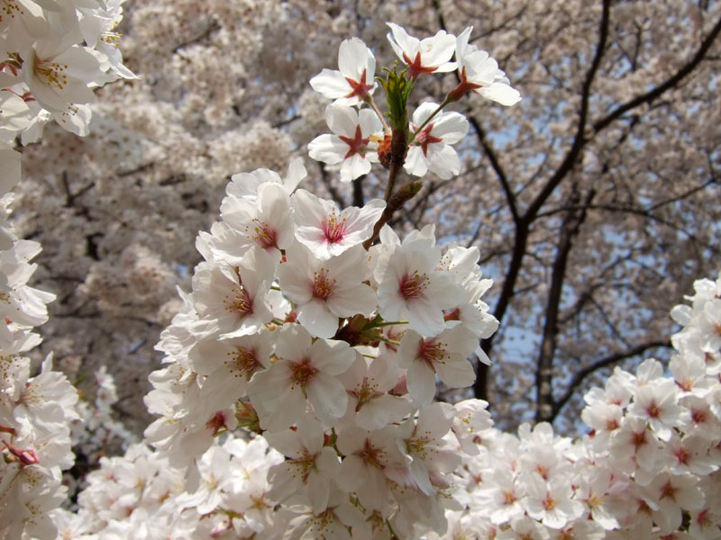 桜_b0020307_13235849.jpg