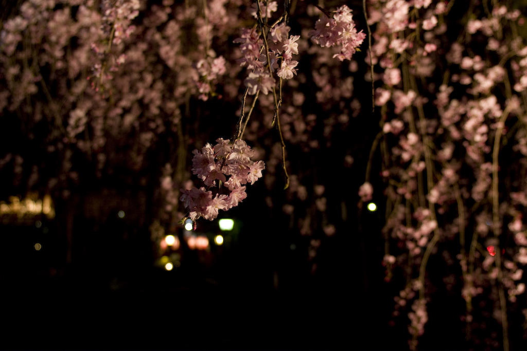 桜の季節ですが・・_d0088207_23275170.jpg