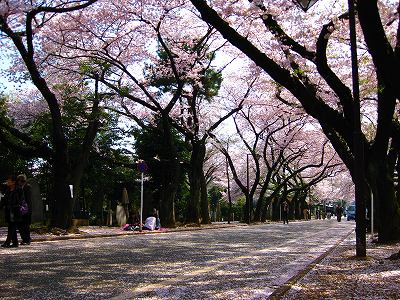 谷中で花見_a0036808_19181020.jpg